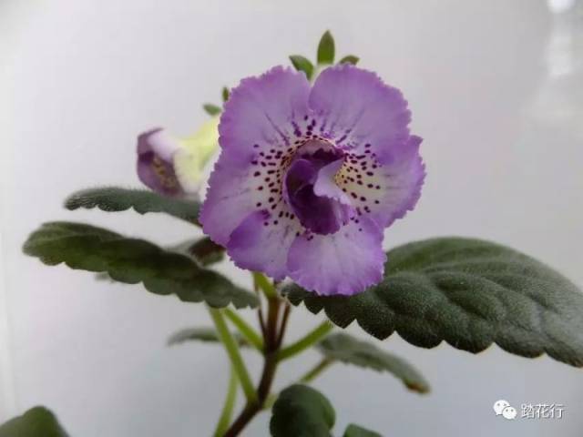 心仪之花迷岩三