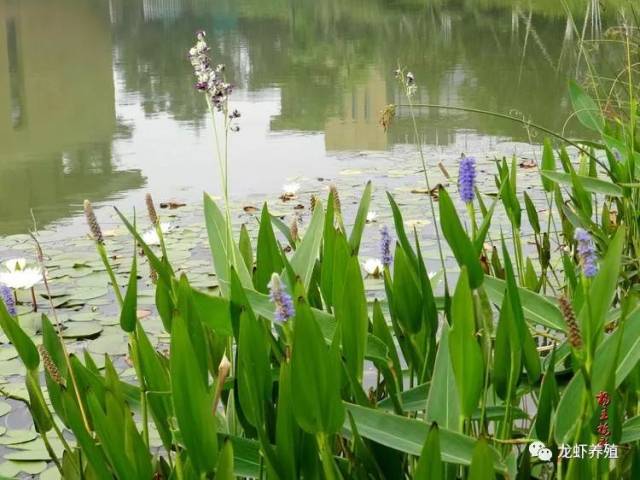 小龙虾养殖可搭配的36种水生植物