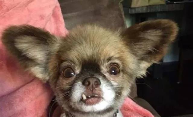 看什么看,没见过兜齿啊!