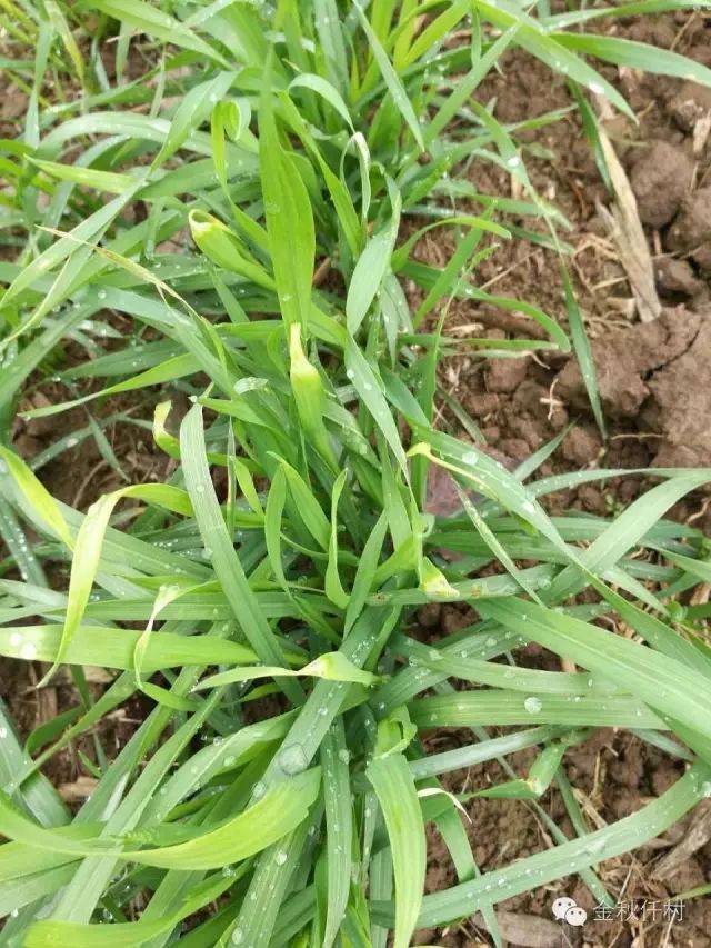 野麦子(雀麦)特效防除药剂"优先""咏麦"使用方法详解