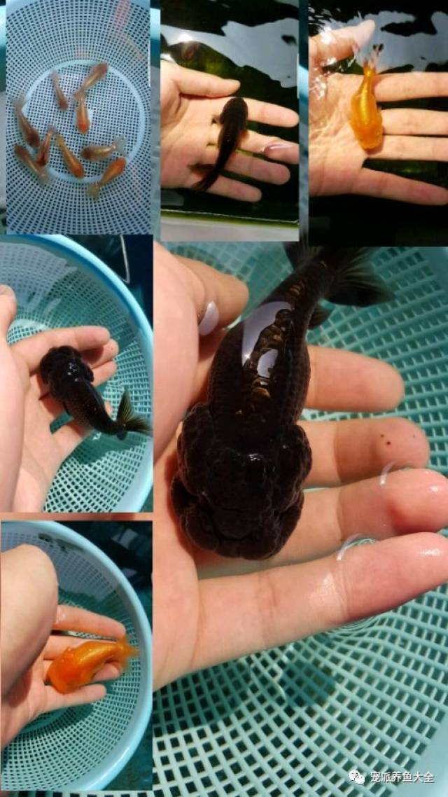 靓丽动人的顶级猫狮,身价相当于一部iphonex