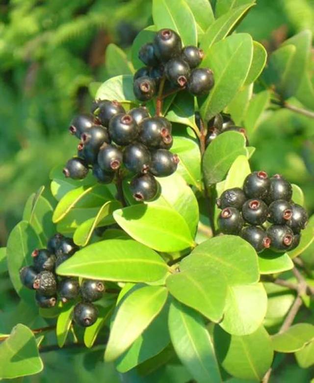 乌饭子功效与作用有一种味道与蓝莓相似,但没有蓝莓名贵,它是野生植物