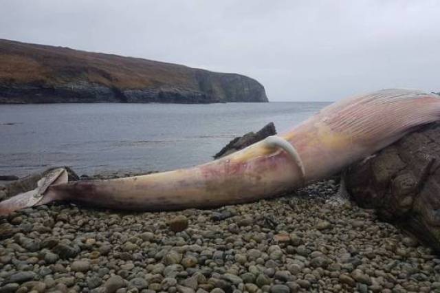 【新闻】爱尔兰多尼格尔郡海岸惊现6米巨型死鲸!