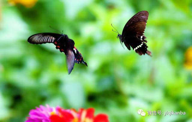 十八相送(马兰吴凤花)黄梅戏+越剧,唱不尽千古