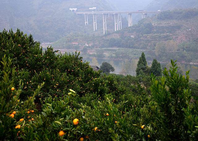 泸溪县武溪镇的早蜜椪柑成熟了 图集