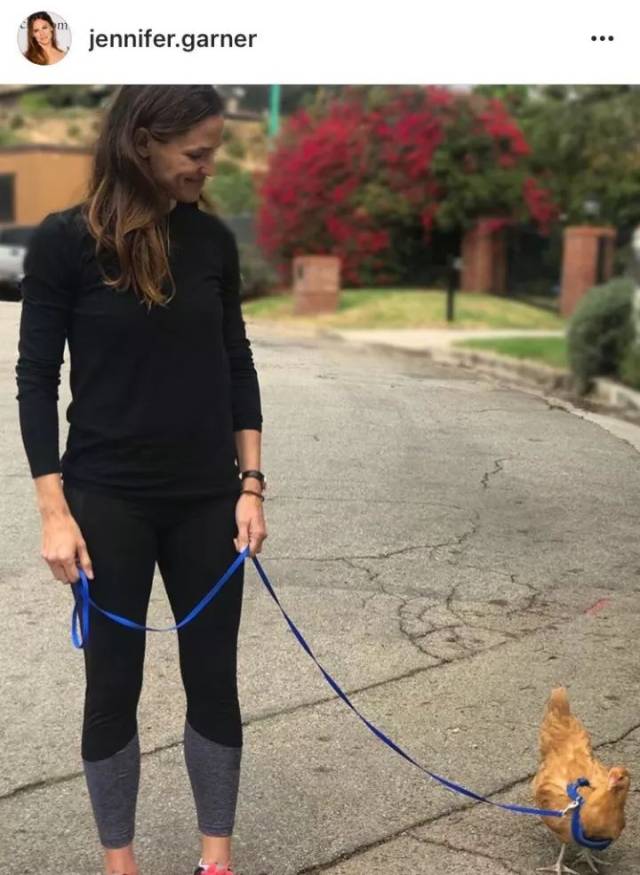 大本前妻jennifer garner的宠物鸡regina george