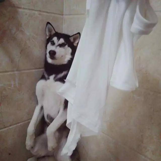 狗也会放屁吗,很臭怎么办?