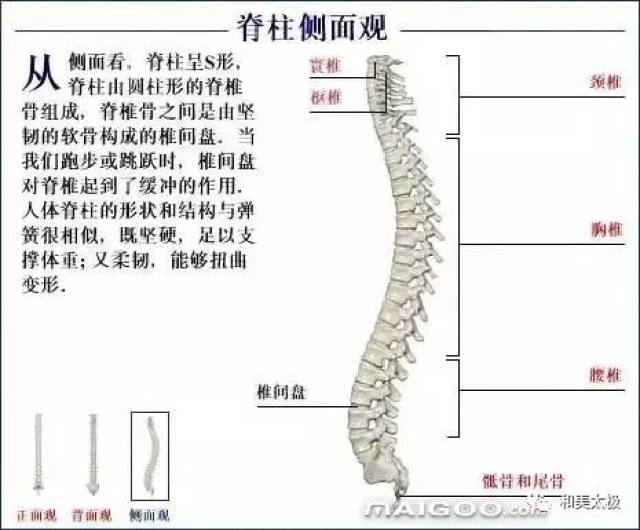 人体骨骼图 人体骨骼结构图 人体骨骼解剖图插图11