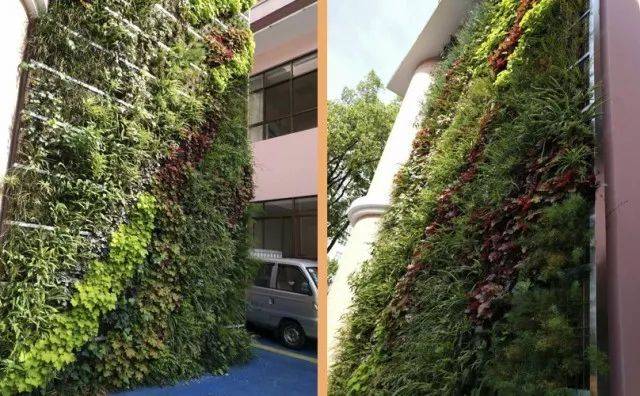 丰富的色彩,更强的层次感,选用的植物是满天星,常春藤,吊兰,肾蕨,矾根