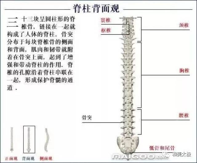 人体骨骼图 人体骨骼结构图 人体骨骼解剖图插图10