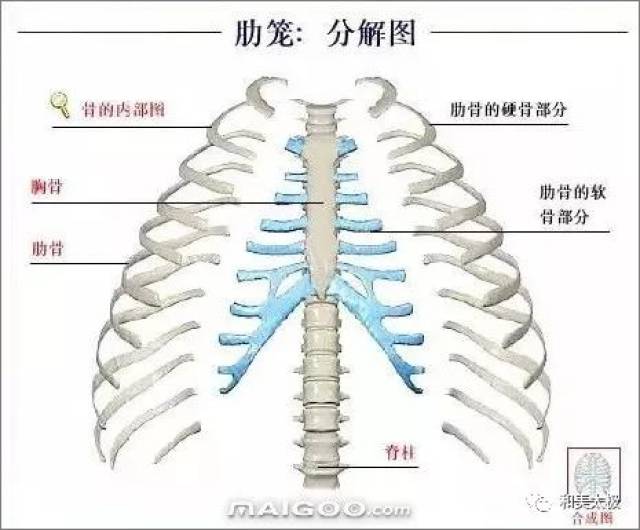 人体骨骼图 人体骨骼结构图 人体骨骼解剖图插图20