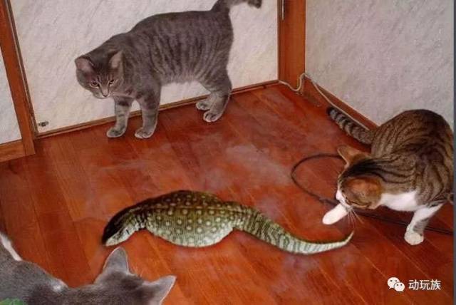 其实另一只宝可梦土龙弟弟的原型也是野槌蛇