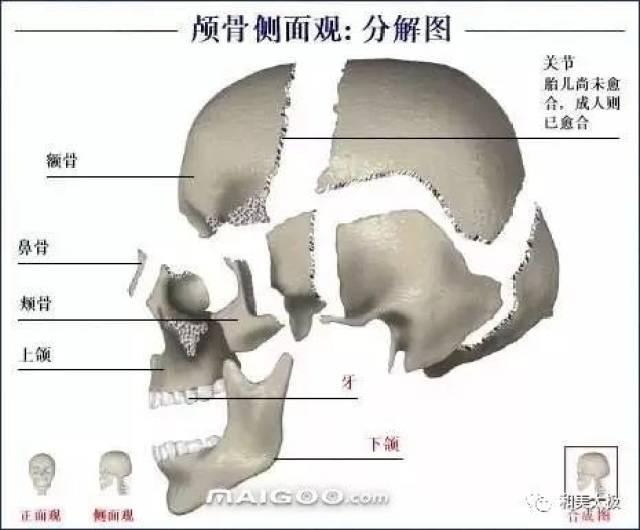 人体骨骼图 人体骨骼结构图 人体骨骼解剖图插图5