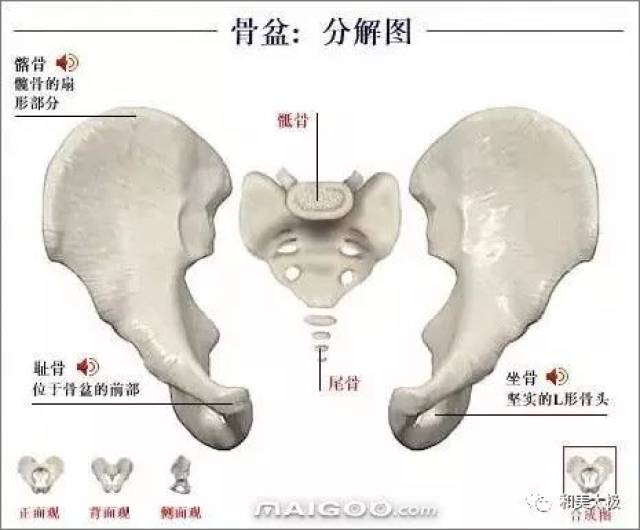 人体骨骼图 人体骨骼结构图 人体骨骼解剖图插图31