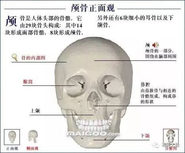 人体骨骼图 人体骨骼结构图 人体骨骼解剖图插图2