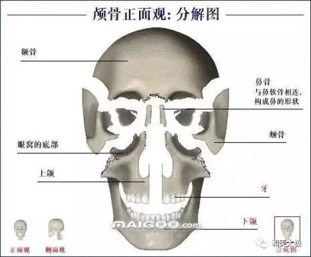 人体骨骼图 人体骨骼结构图 人体骨骼解剖图插图4