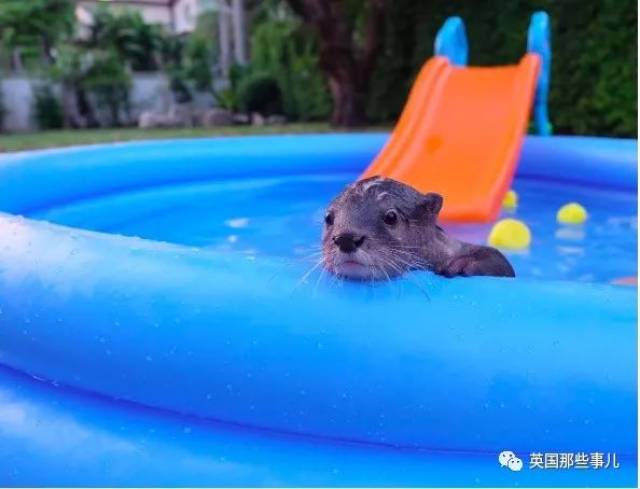 国外一对夫妻养了只水獭宝宝,这平日里,简直是