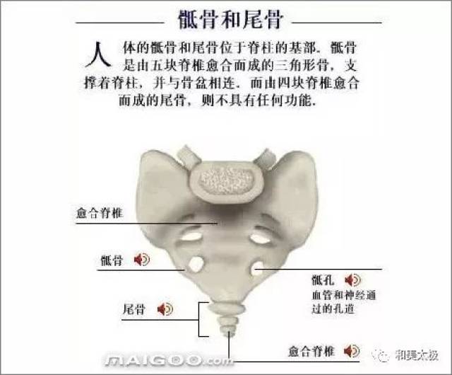 人体骨骼图 人体骨骼结构图 人体骨骼解剖图插图18