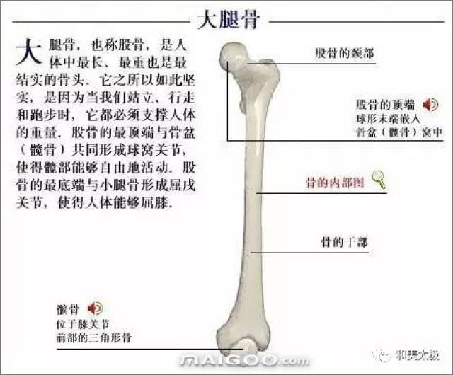 人体骨骼图 人体骨骼结构图 人体骨骼解剖图插图33