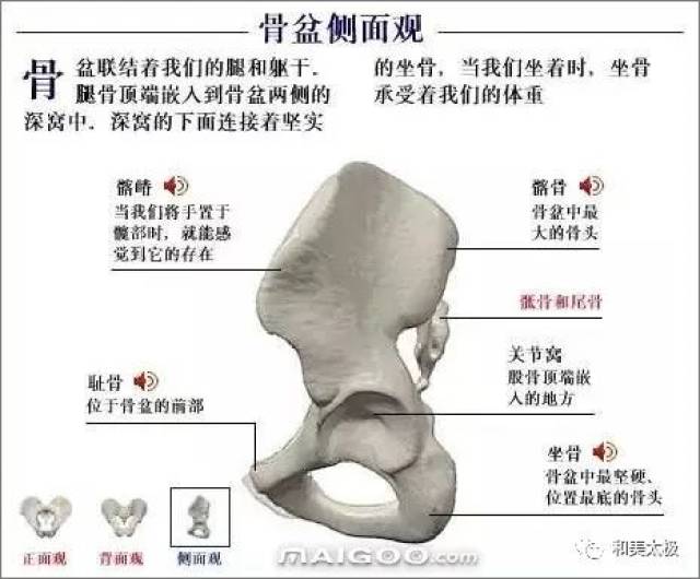 人体骨骼图 人体骨骼结构图 人体骨骼解剖图插图32