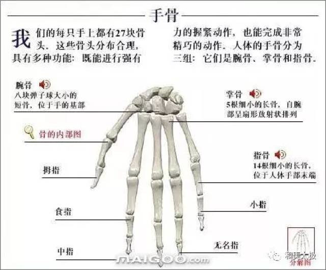 人体骨骼图 人体骨骼结构图 人体骨骼解剖图插图28