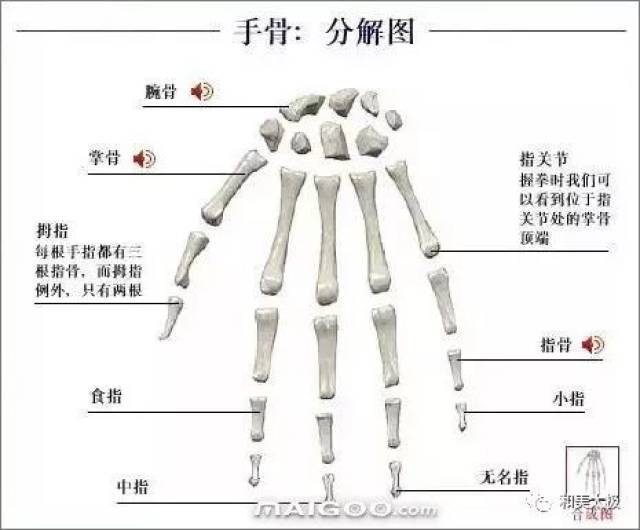 人体骨骼图 人体骨骼结构图 人体骨骼解剖图插图29