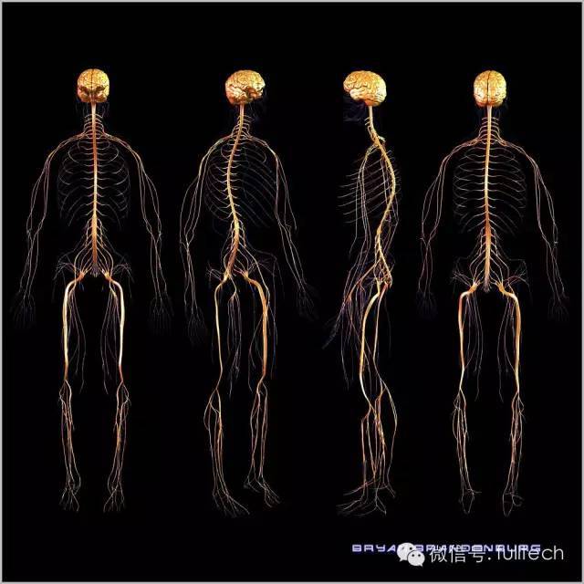 自行车运动员骑自行车过度会使阴部神经(pudendal nerve)受到卡压