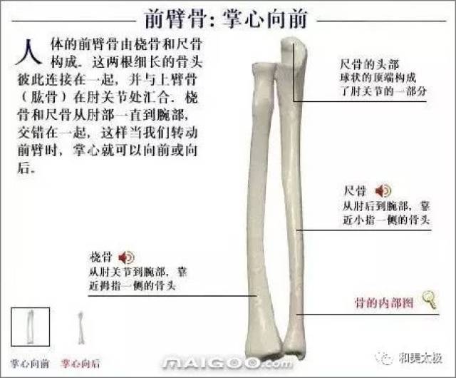 人体骨骼图 人体骨骼结构图 人体骨骼解剖图插图26