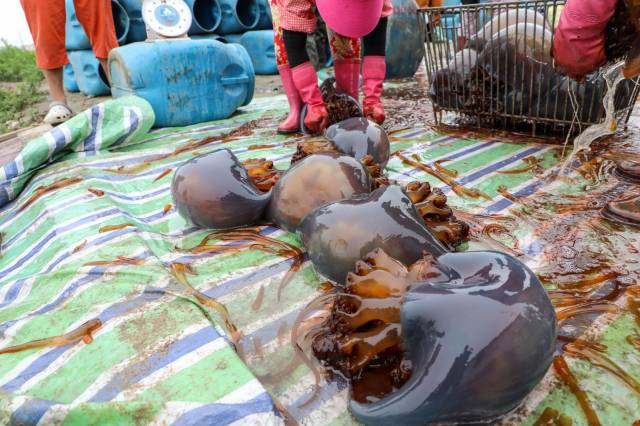 图上散落一地的海蜇已被捋掉了须子.