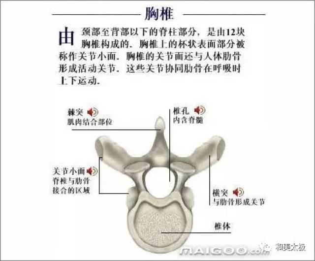 人体骨骼图 人体骨骼结构图 人体骨骼解剖图插图16