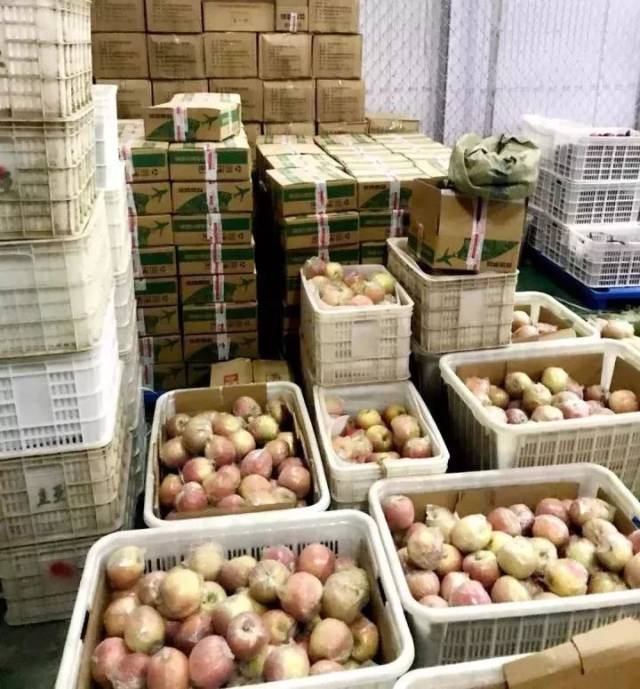 新鲜苹果由户部寨果园运入濮阳县农副产品上行仓库