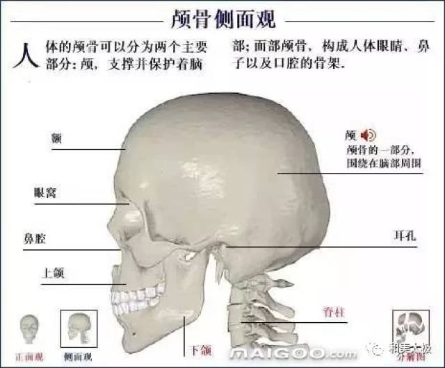 人体骨骼图 人体骨骼结构图 人体骨骼解剖图插图3
