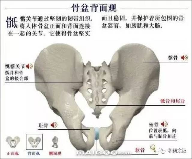 人体骨骼图 人体骨骼结构图 人体骨骼解剖图插图30