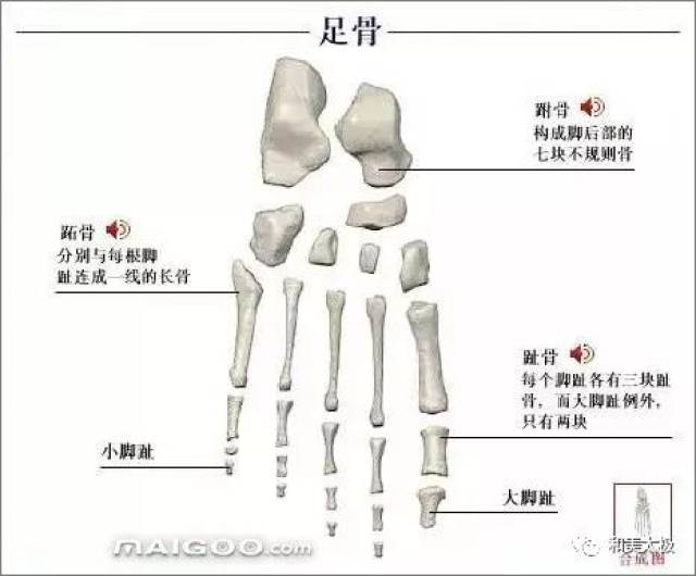 人体骨骼图 人体骨骼结构图 人体骨骼解剖图插图36