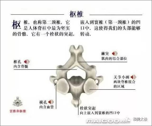 人体骨骼图 人体骨骼结构图 人体骨骼解剖图插图14