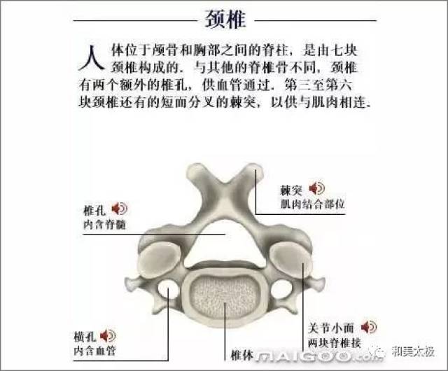 人体骨骼图 人体骨骼结构图 人体骨骼解剖图插图15