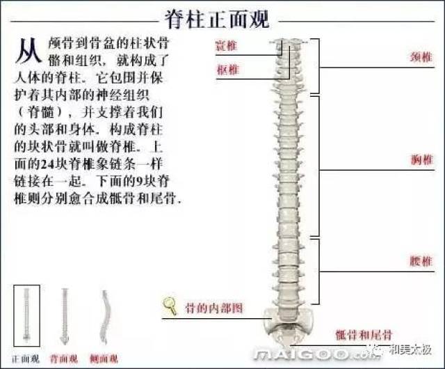 人体骨骼图 人体骨骼结构图 人体骨骼解剖图插图9