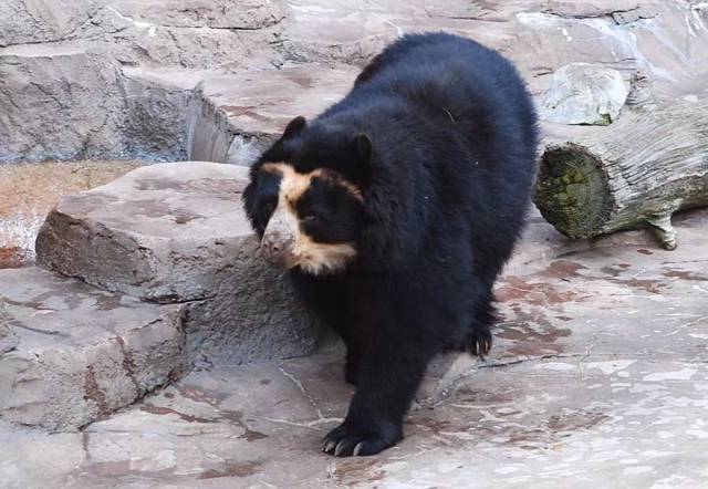 图片:kuribo / wikipedia 在熊亚科内部,分布在印度次大陆的 懒熊