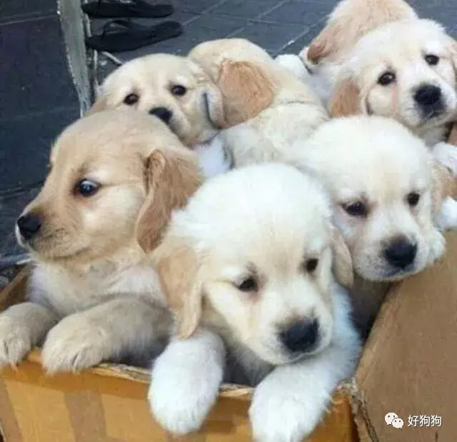 本文源自:微信公众号好狗狗(微信id:haogoug                   佑 