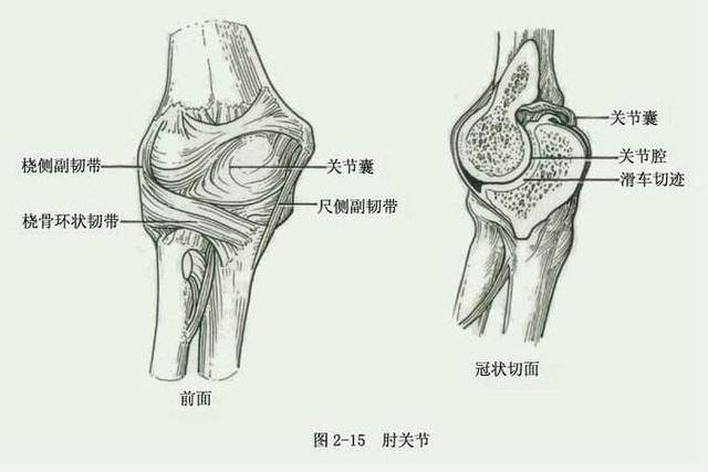 肘 关节在上肢关节中其灵活程度仅次于腕关节,但其打击力远比腕关节大