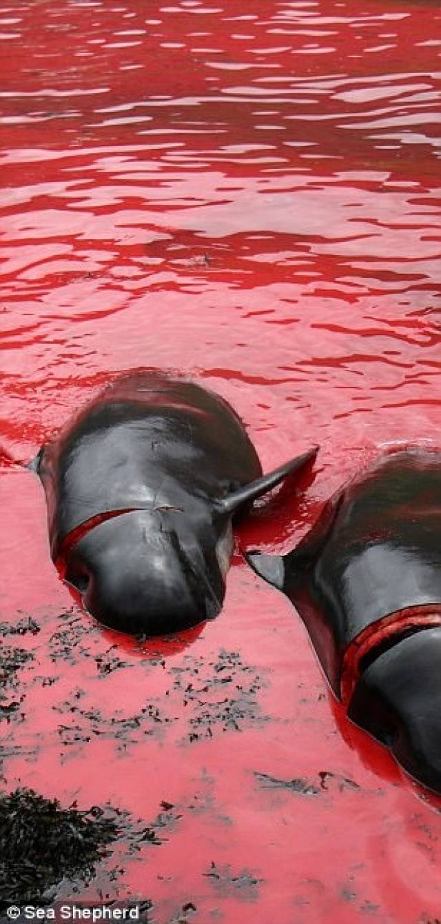 动物保护组织sea shepherd global将这一切记录了下来.