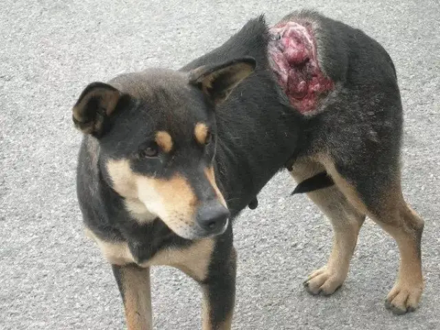 虐猫虐狗虐童,为什么身边这种事情屡禁不止
