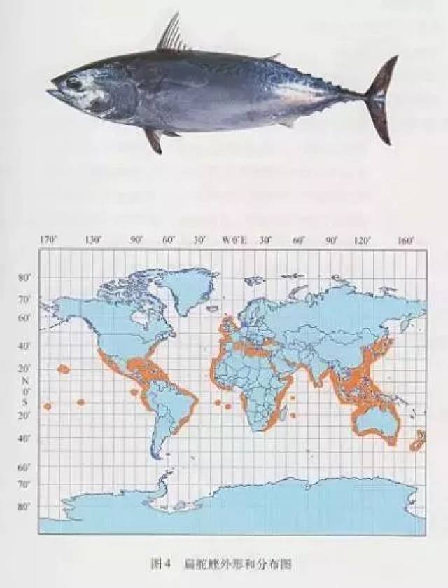 蓝鳍金枪鱼分布海域图片