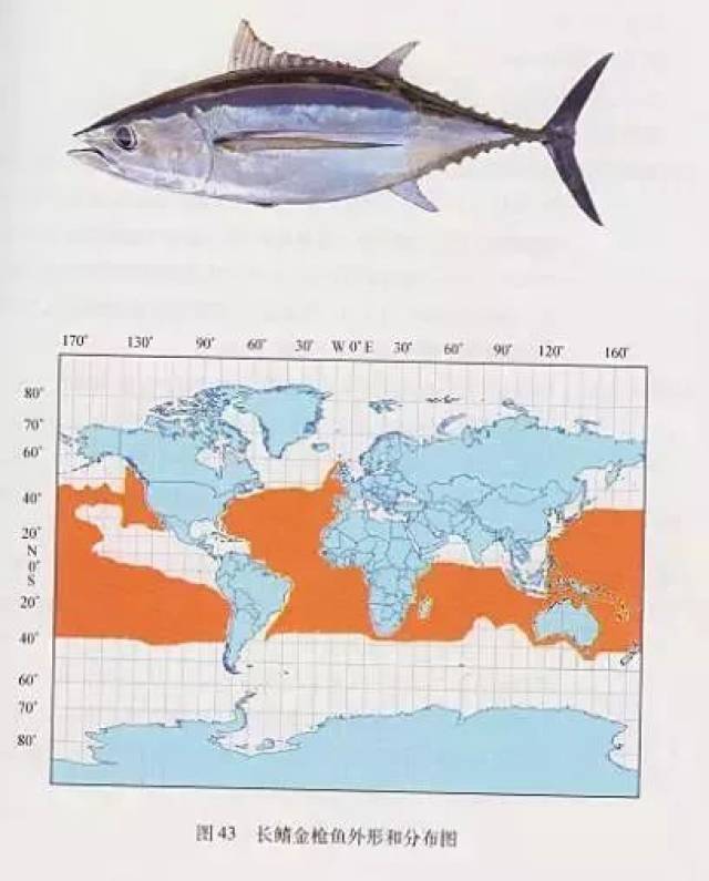 金枪鱼分布海域图片