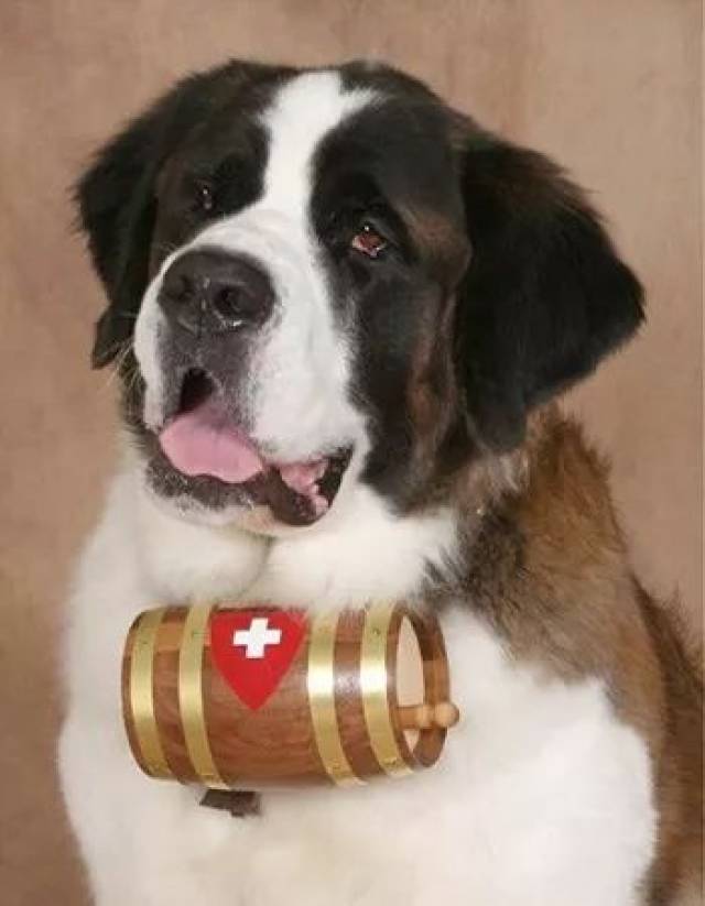 sennenhund,但脖子上挂酒桶的其实是圣伯纳犬