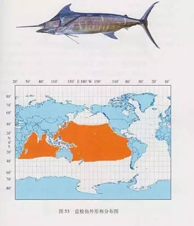 金枪鱼分布海域图片