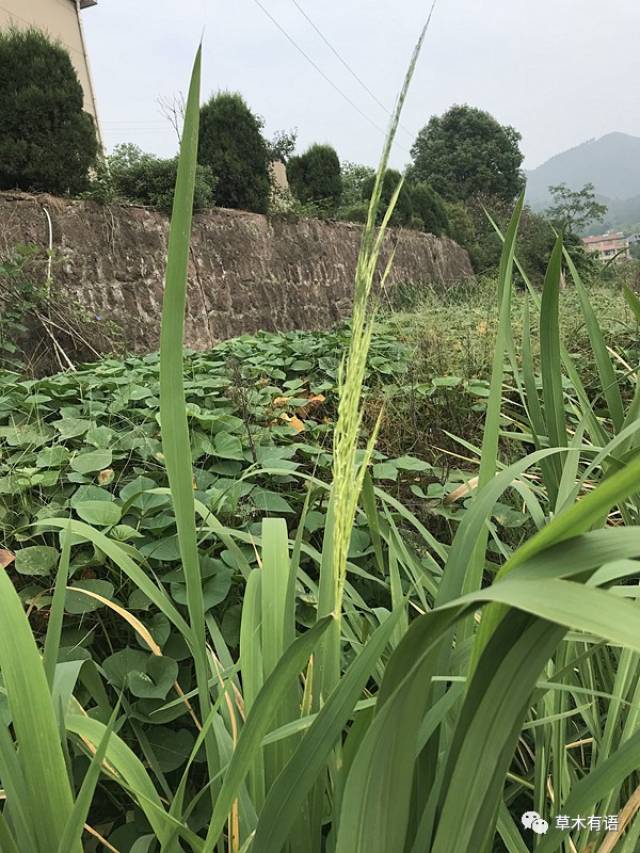 自從菰成了茭白,從此雕胡飯不再