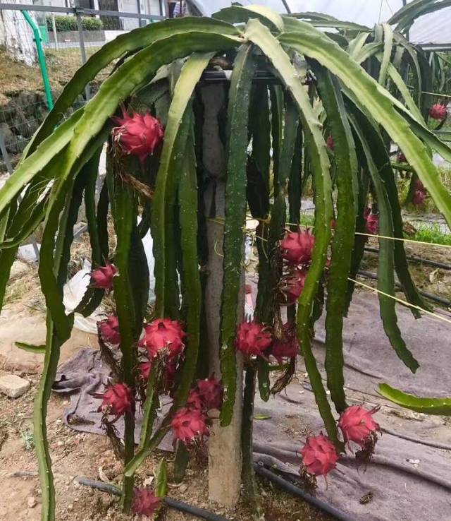 【乡下公益广告】龙泉兰巨豫章树老三红心火龙果已成熟,欢迎采摘!