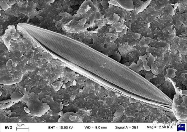 船形硅藻微生物图片图片