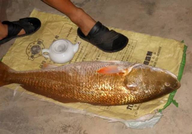 因其体色泛红,故名"美国红鱼"属于上等的海味珍品